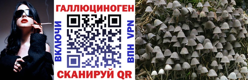 купить наркоту  Гдов  Псилоцибиновые грибы GOLDEN TEACHER 